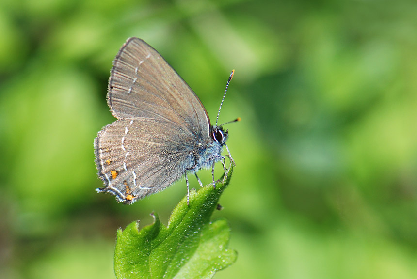 Satyrium ilicis ?